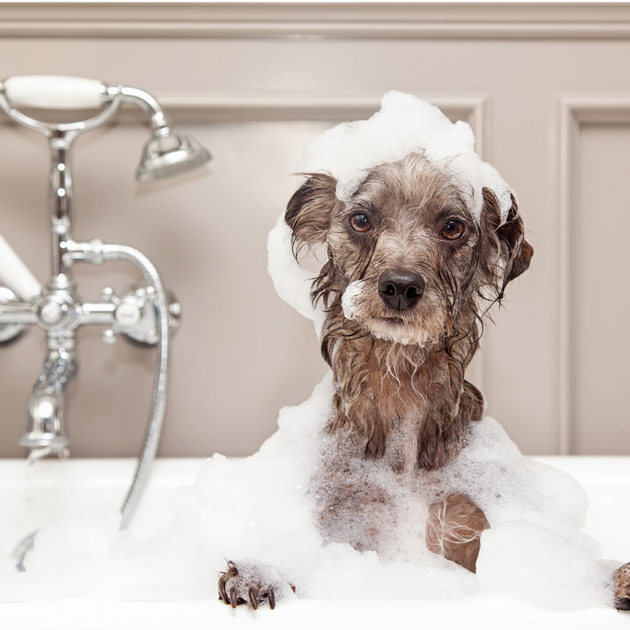 Shampooing anti-démangeaison