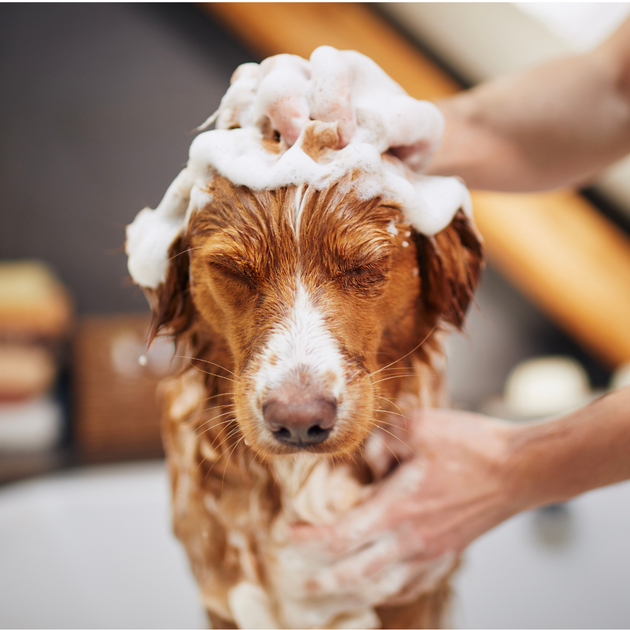 Shampooing argan