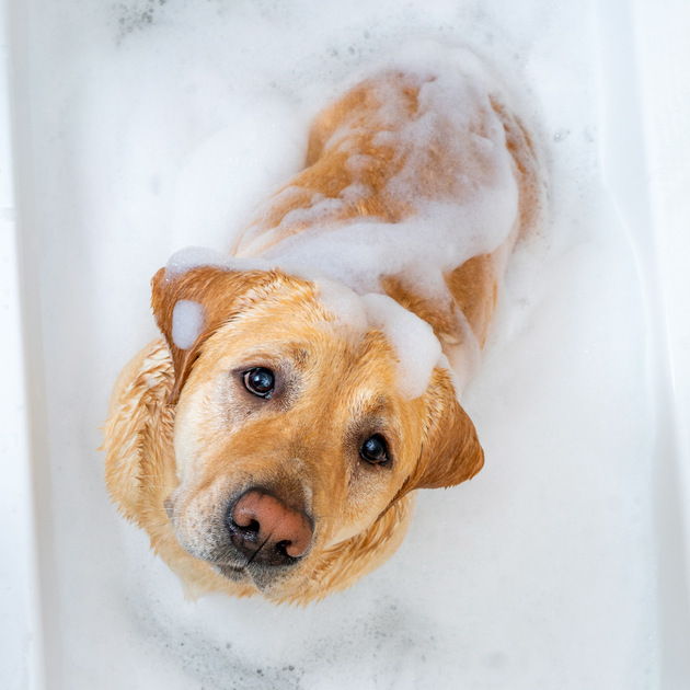 Shampooing huile de cade