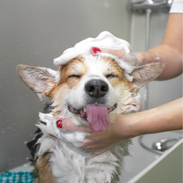 Shampooing poil blanc