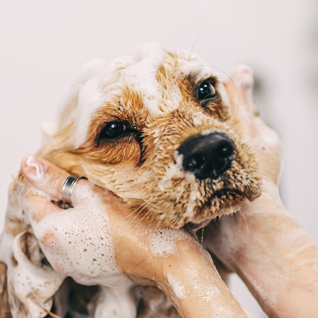 Shampooing Pomme