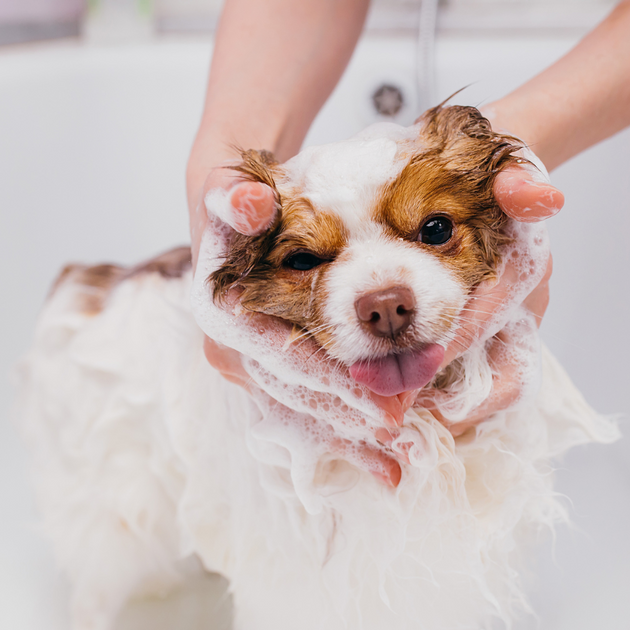 Shampooing vison