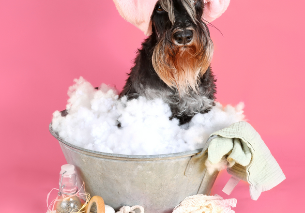 Dois-je faire toiletter mon chien ?