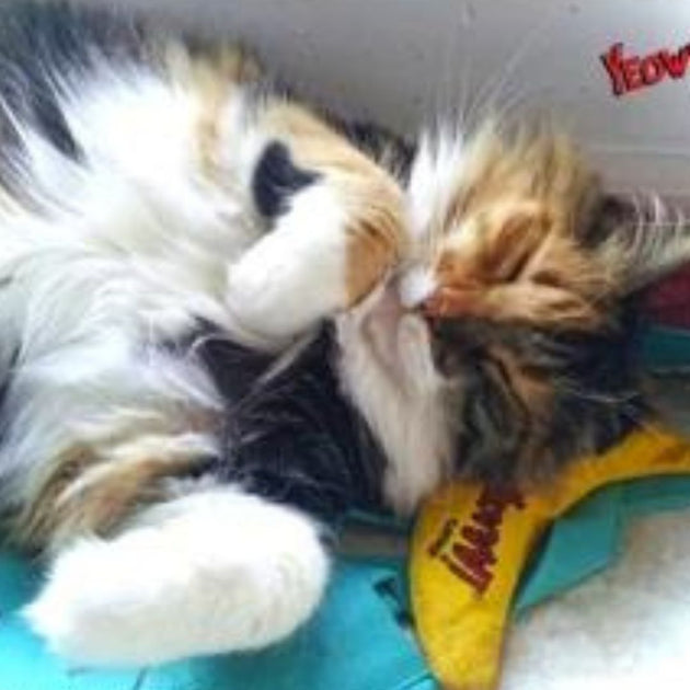 Banane catnip