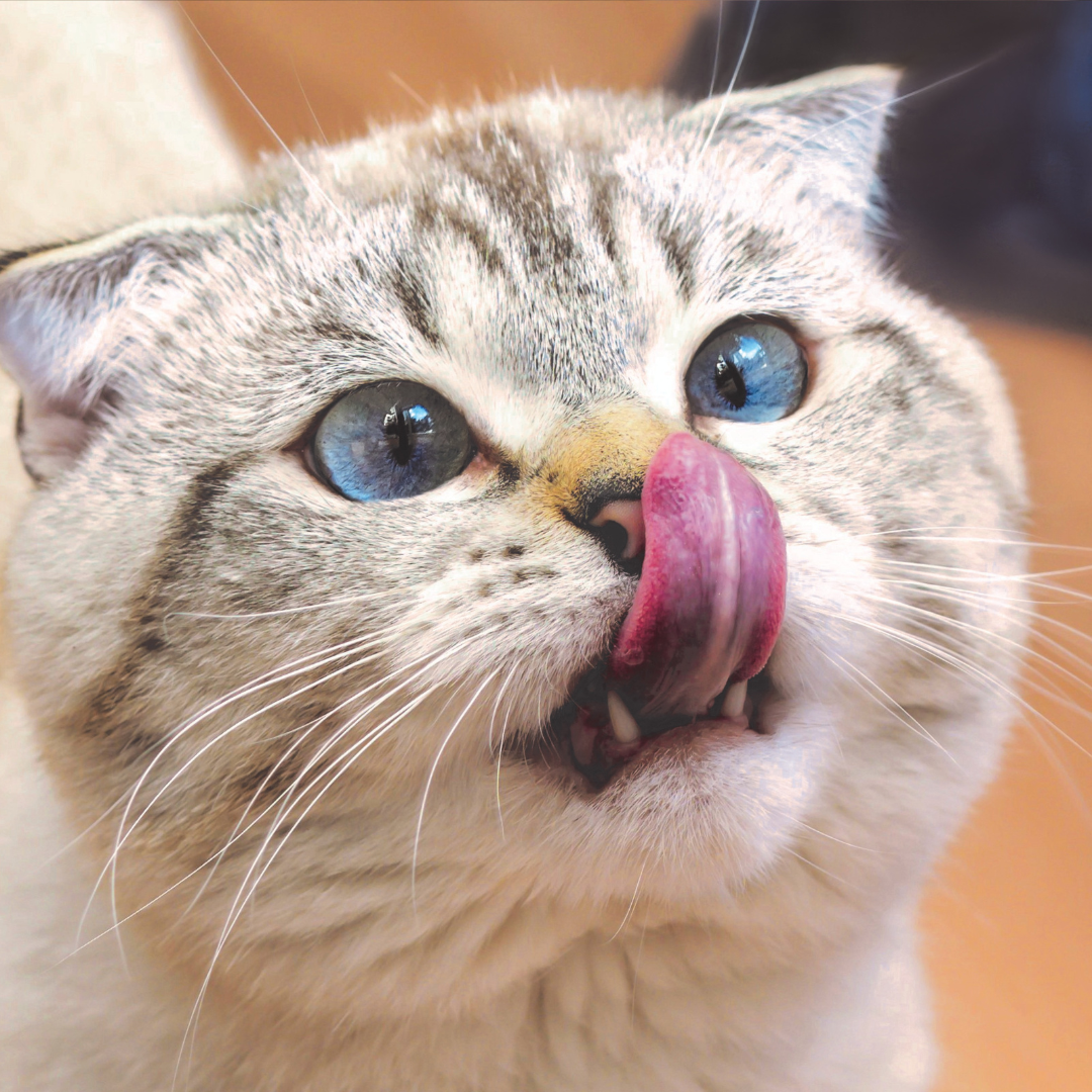 Calendrier de l'avent chat