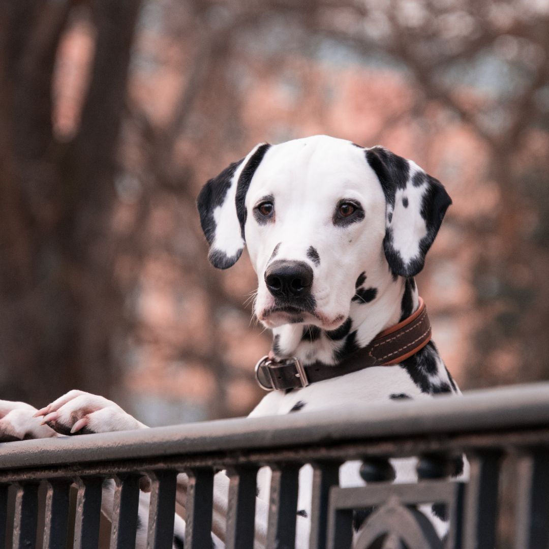 Calendrier de l'avent chien