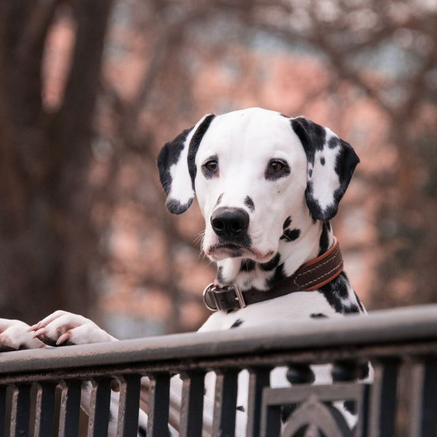 Calendrier de l'avent chien