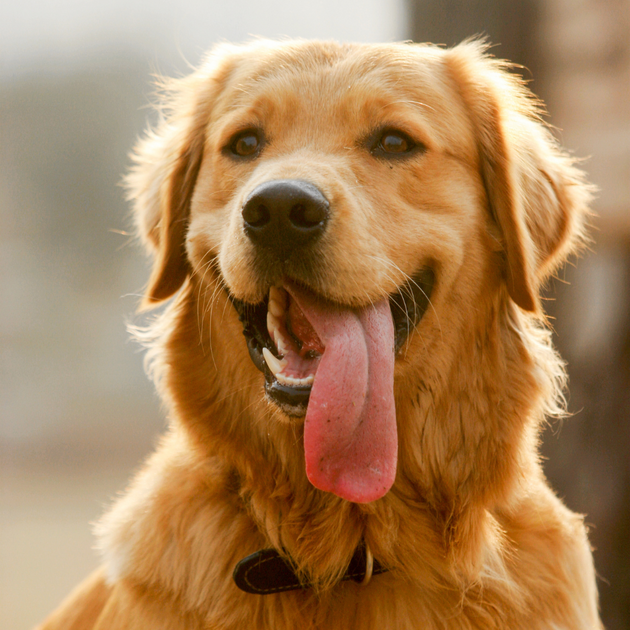 Croquette gastro-intestinale et digestion