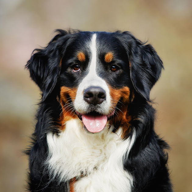 Croquette soins de la peau et du pelage