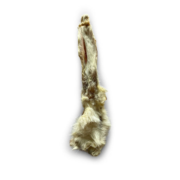Oreille de lapin avec poils